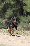 JAGDTERRIER ALLEMAND 036